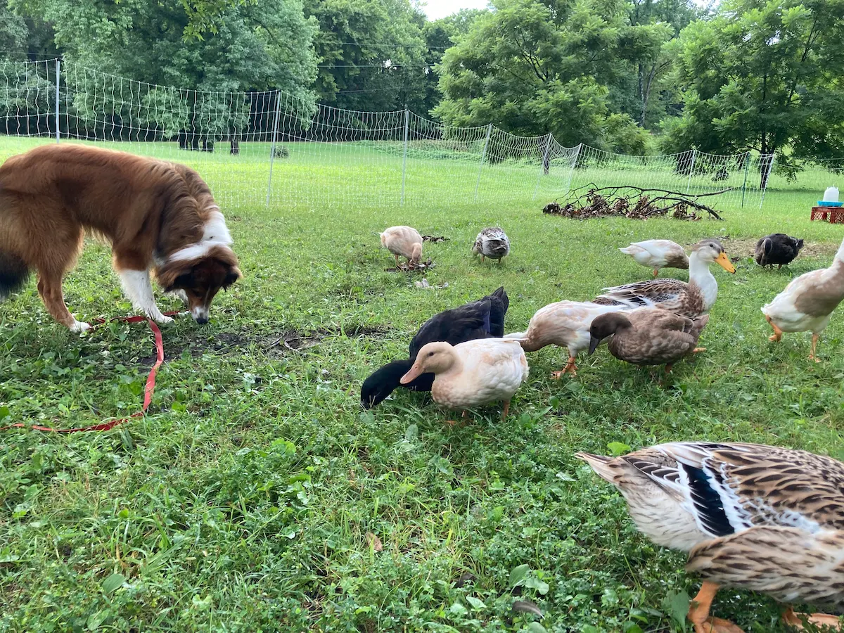 When can you trust your dog off-leash with your flock?