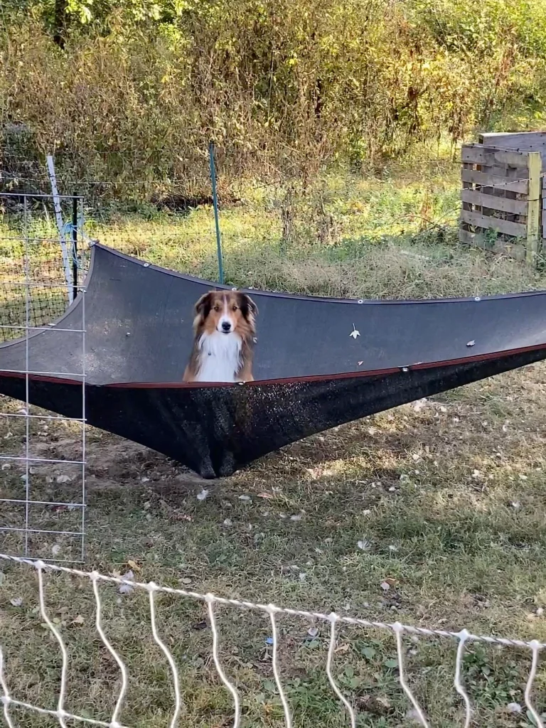 Old-Time Scotch Collie Lennox sitting on shade cloth, keeping his distance from a messy flock of ducks