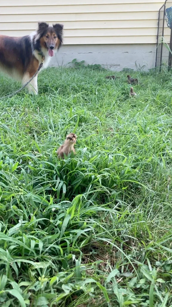 Old-Time Scotch Collie Maisie standing calmly in the grass as chicks wander nearby